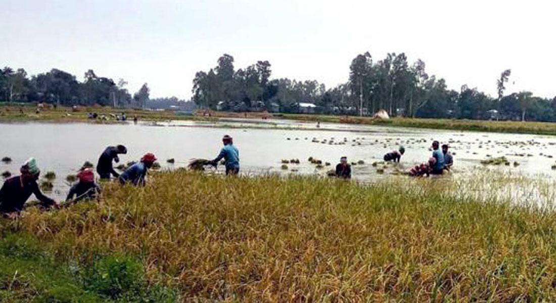 চাঁপাইনবাবগঞ্জে বেড়েছে তিন নদীর পানি; জমির ফসল ক্ষতিগ্রস্ত