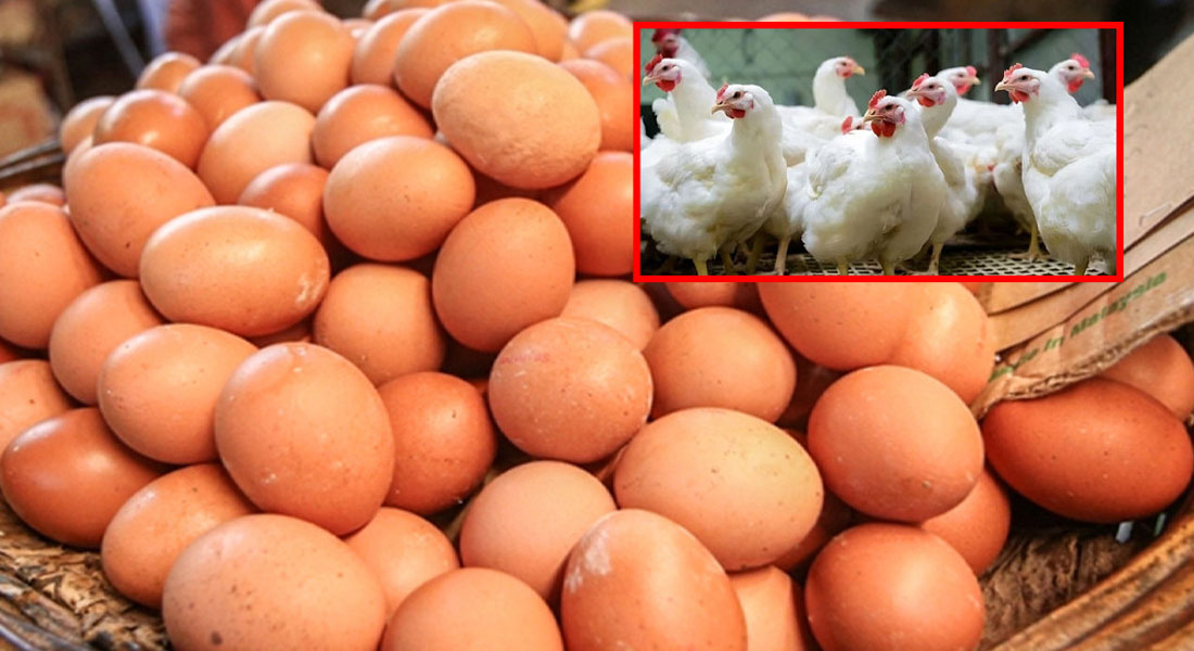 ডিম ও মুরগির দাম নির্ধারণ করে দিল সরকার